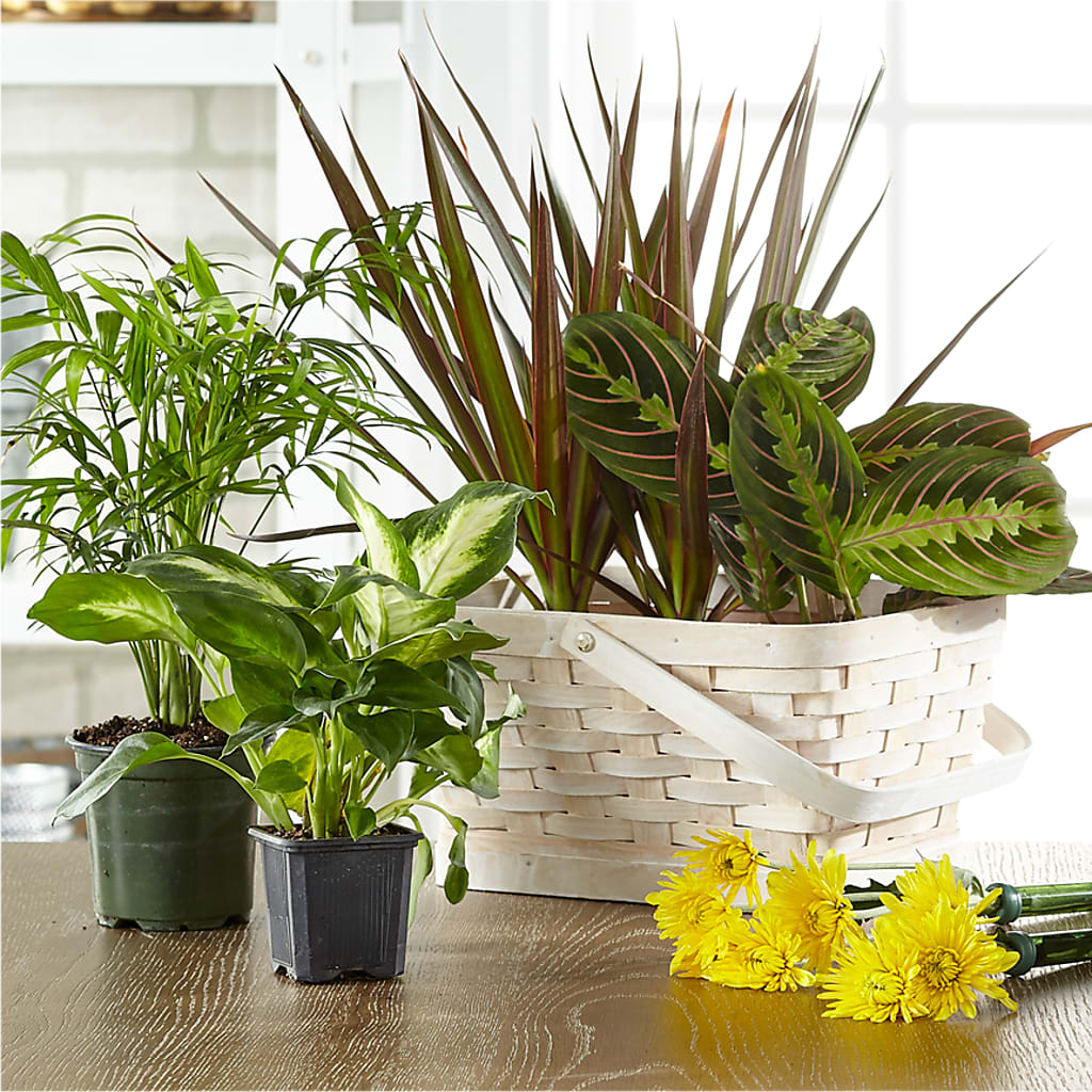Florist Designed Blooming and Green Plants in a Basket – YOSI'S CREATIONS, Tucson AZ