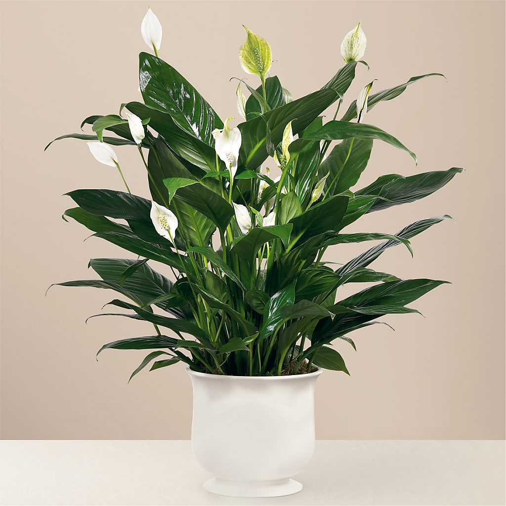 Comfort Planter – YOSI'S CREATIONS, Tucson AZ