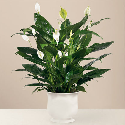 Comfort Planter – YOSI'S CREATIONS, Tucson AZ